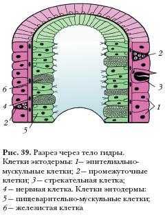 Kra33.cc