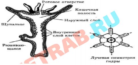 Кракен официальный сайт krakens13 at